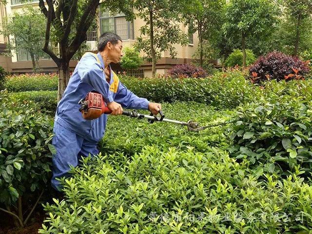 綠化養(yǎng)護 綠化養(yǎng)護